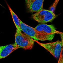 G protein alpha-13 Antibody, Novus Biologicals 25 &mu;L; Unlabeled:Antibodies,